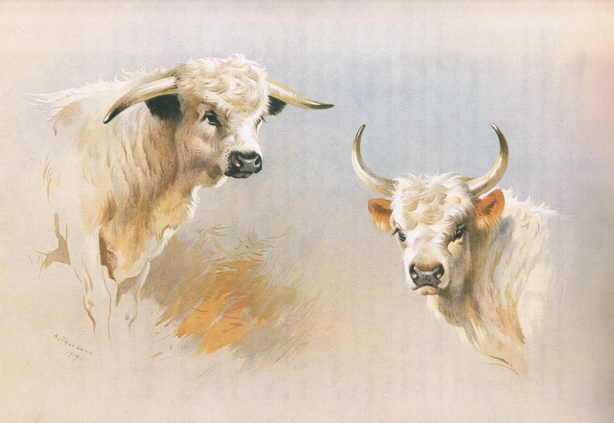 Chartley Bull和Chillingham Bull，来自Thormans的哺乳动物，由Longmans和Co出版，1920年 作者 阿奇博尔德·索伯恩