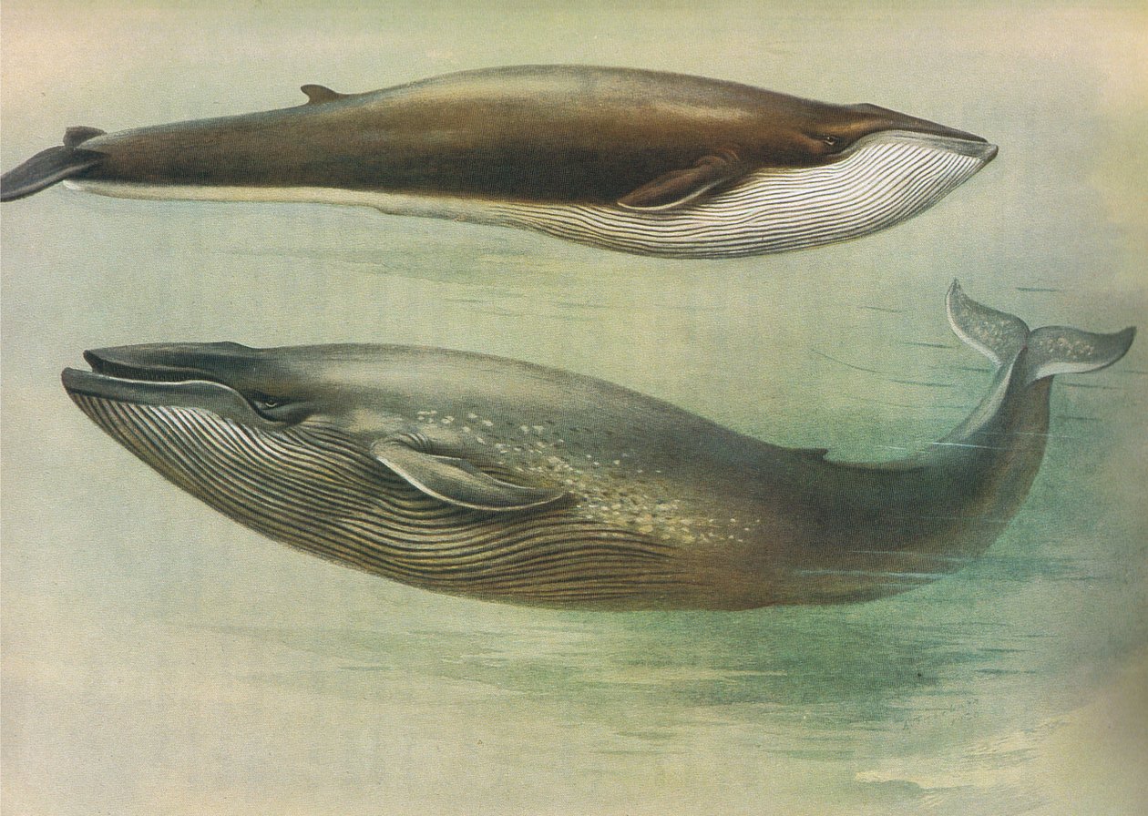 来自Longmans and Co出版的Thorburns Mammals的常见Rorqual，Sibbalds Rorqual或Blue Whale，c。 1920 作者 阿奇博尔德·索伯恩
