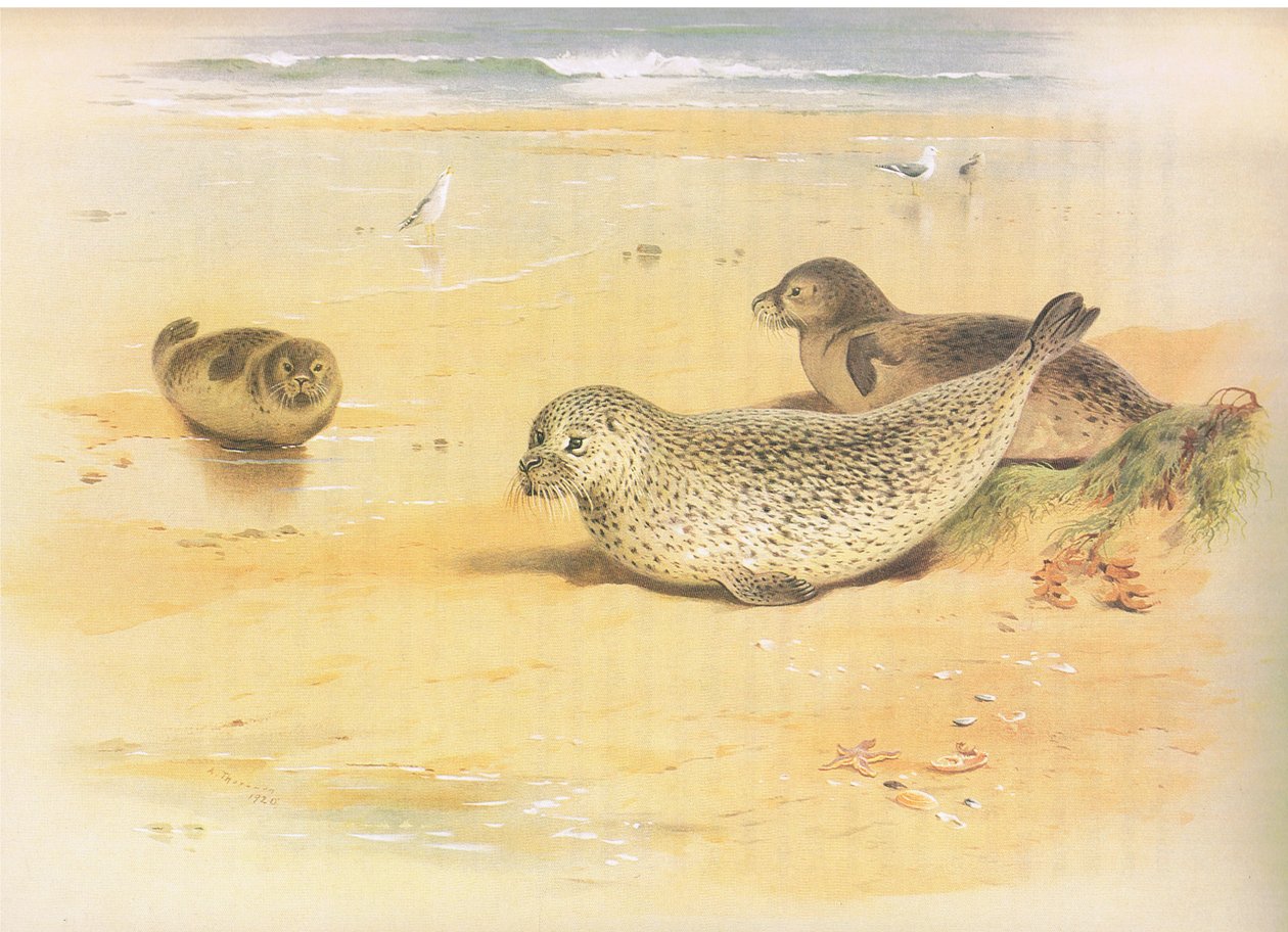 Common Seal，来自Longmans and Co出版的Thorburns哺乳动物，c。 1920 作者 阿奇博尔德·索伯恩