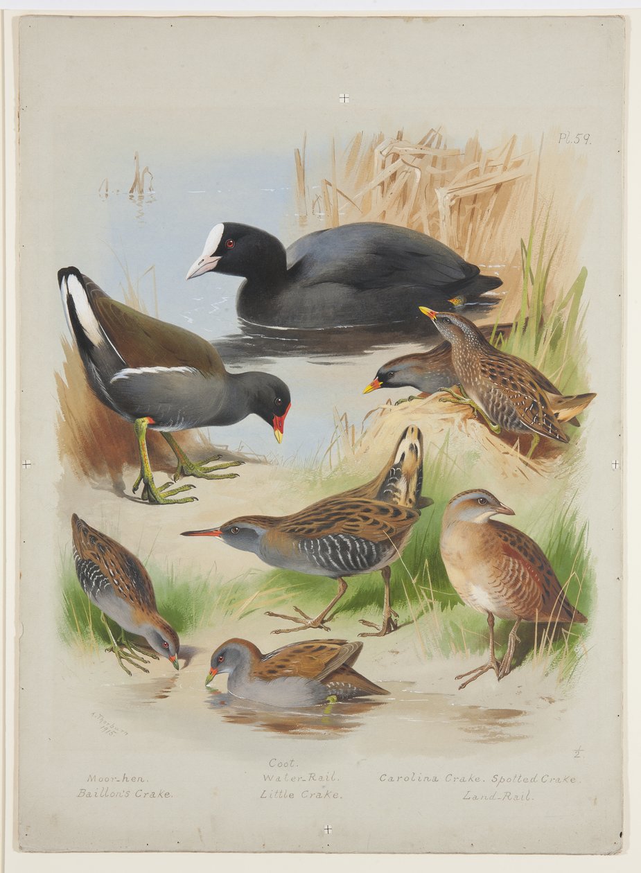 Coot、moorhen、crakes 和 rails，c.1915（水彩和体色在船上的铅笔上） 作者 阿奇博尔德·索伯恩
