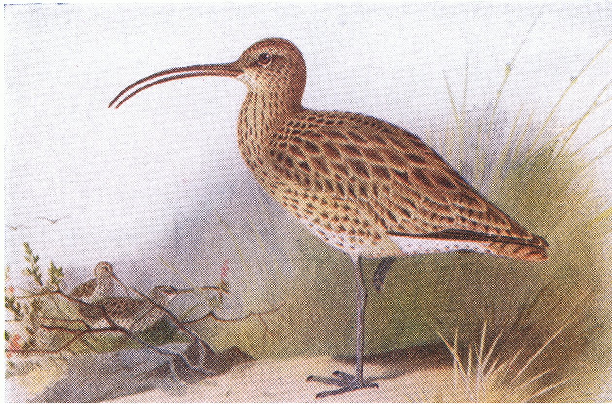Curlew，来自不列颠群岛的鸟类和他们的鸡蛋，由Frederick Warne＆Co Ltd出版，1958年 作者 阿奇博尔德·索伯恩