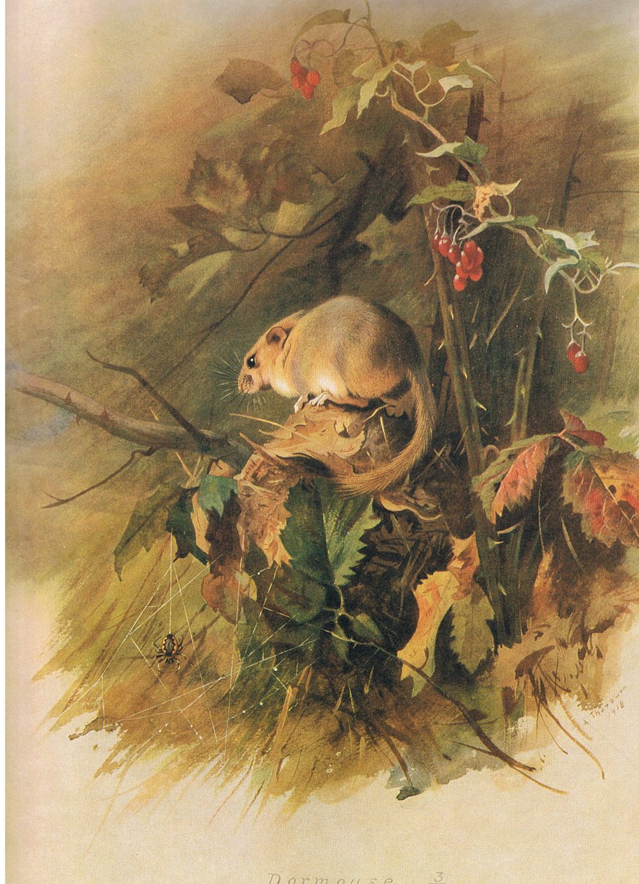 来自Longmans and Co出版的Thorburns哺乳动物的睡鼠，c。 1920 作者 阿奇博尔德·索伯恩
