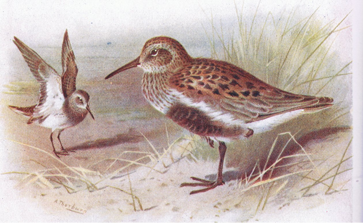 Dunlin（夏季和冬季），来自不列颠群岛的鸟类和他们的鸡蛋，由Frederick Warne＆Co Ltd出版，1958年 作者 阿奇博尔德·索伯恩