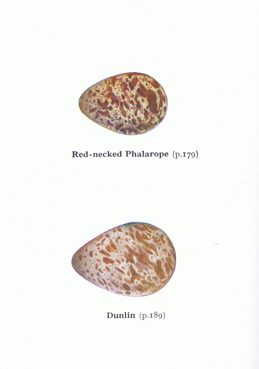 鸡蛋：Red Necked Phalarope和Dunlin，来自不列颠群岛的鸟类及其鸡蛋，由Frederick Warne＆Co Ltd出版，1958年 作者 阿奇博尔德·索伯恩