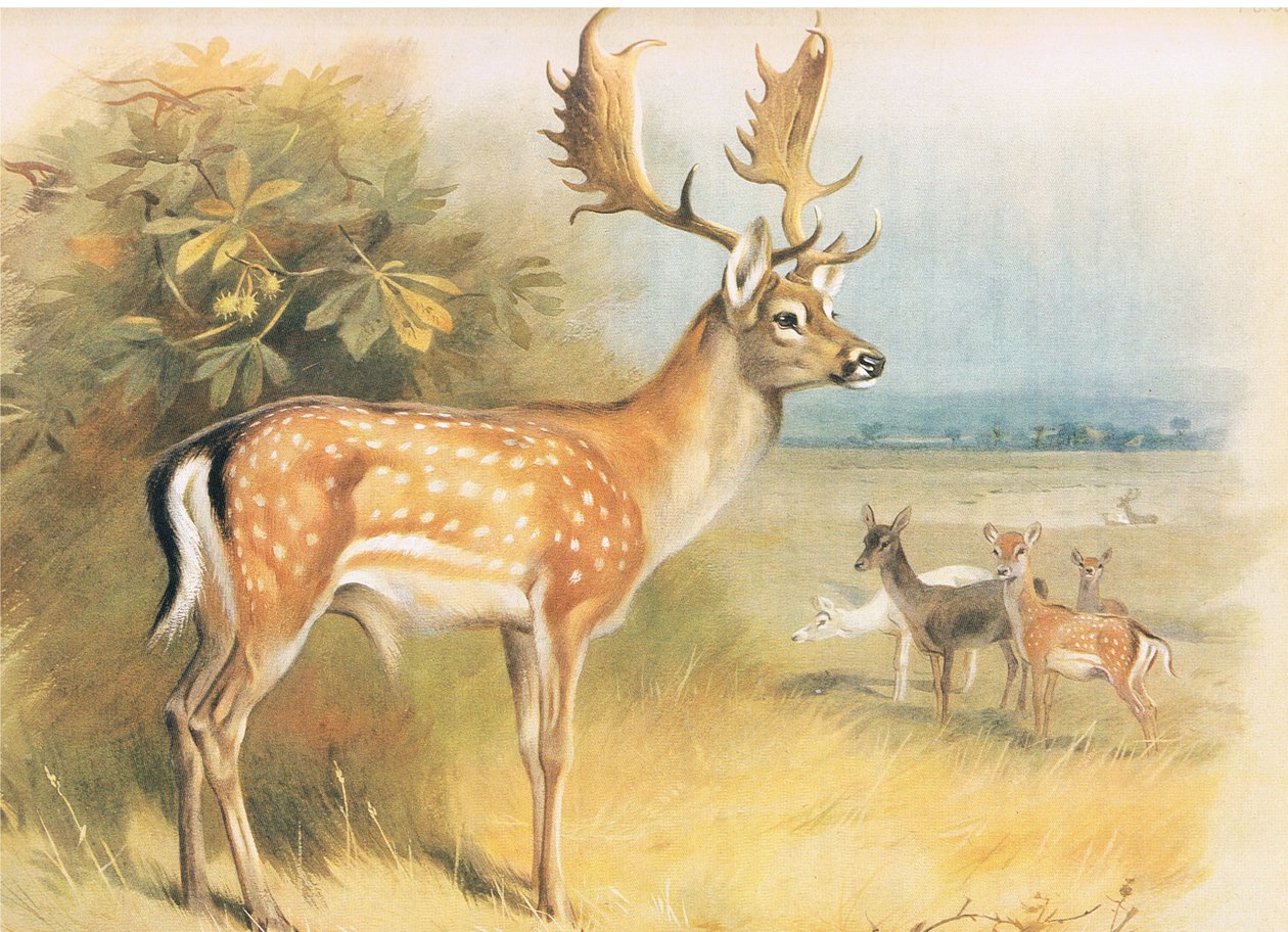 来自Longmans and Co出版的Thorburns Mammals的Fallow De，c。 1920 作者 阿奇博尔德·索伯恩