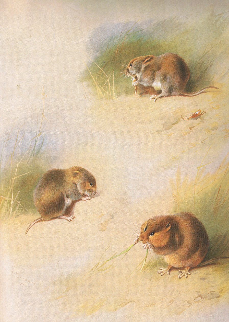 来自Longmans and Co出版的Thorburns Mammals的Field Vole，Bank Vole和Orkney Vole，c。 1920 作者 阿奇博尔德·索伯恩