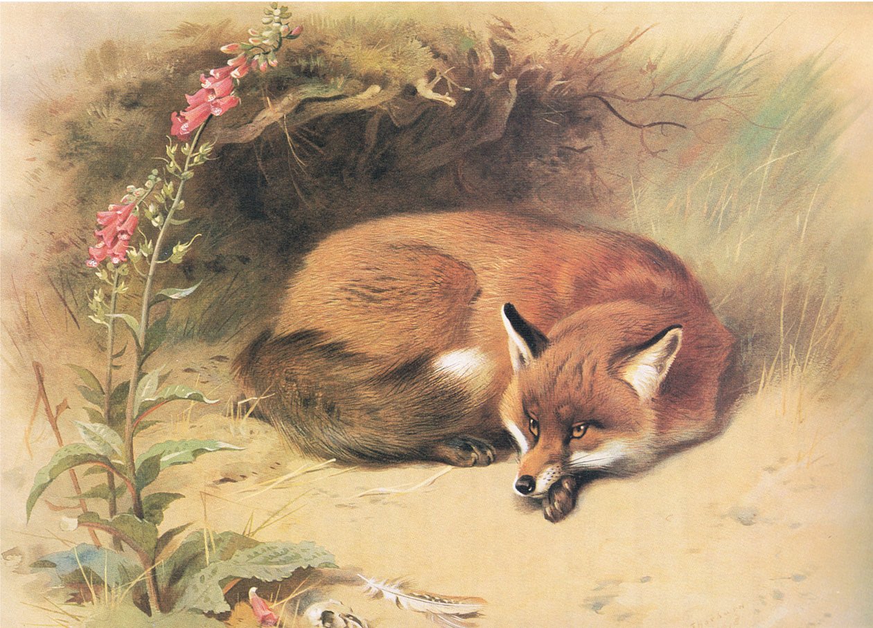 福克斯与Foxgloves，来自Longmans and Co出版的Thorburns Mammals，c。 1920 作者 阿奇博尔德·索伯恩