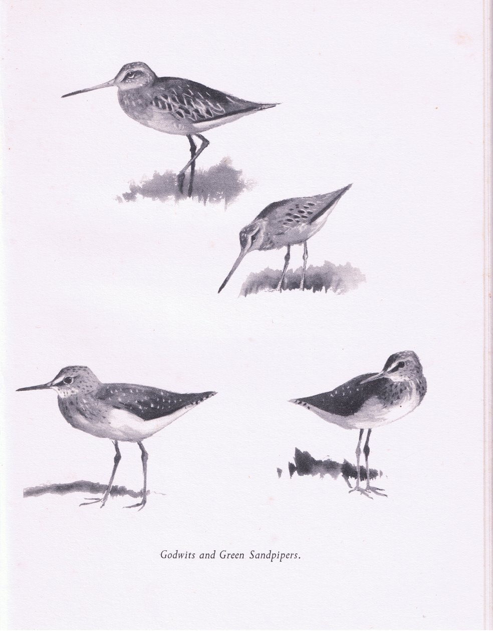 Godwits和Green Sandpipers，1938 作者 阿奇博尔德·索伯恩