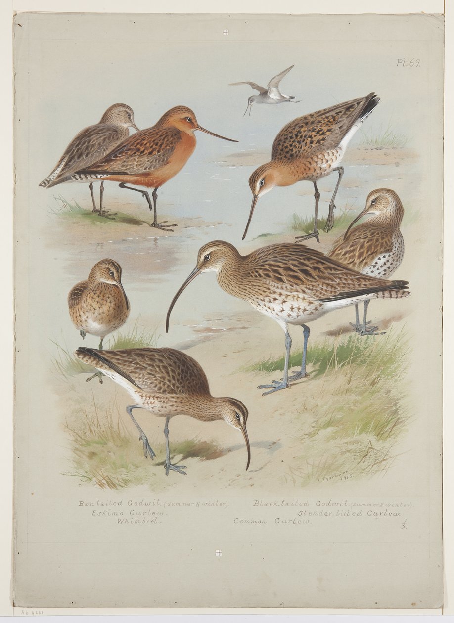 Godwits and curlews，约 1915 年（船上铅笔上的水彩和体色） 作者 阿奇博尔德·索伯恩