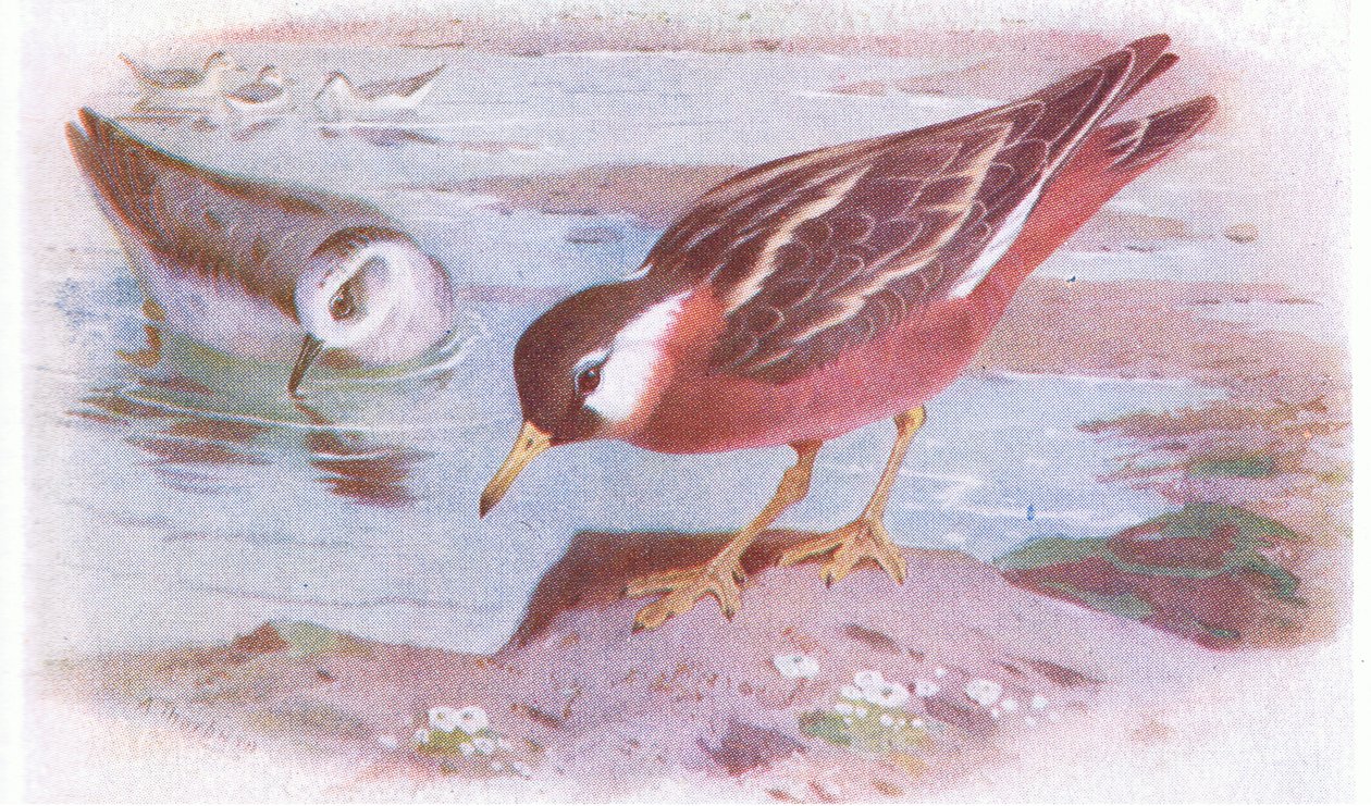 Grey Phalarope（夏季和秋季），来自不列颠群岛的鸟类和他们的鸡蛋，由Frederick Warne＆Co Ltd出版，1958年 作者 阿奇博尔德·索伯恩