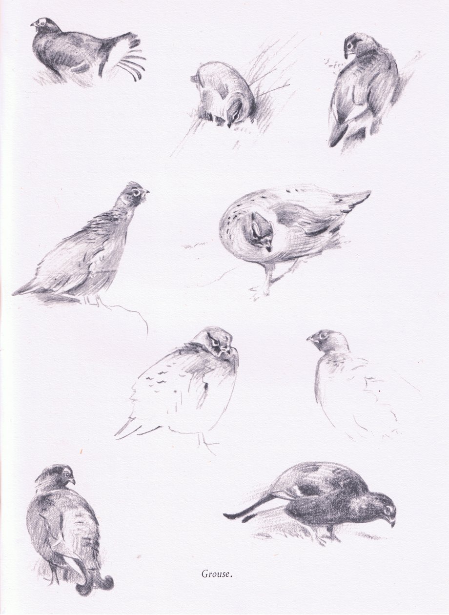 Grouse，1938年 作者 阿奇博尔德·索伯恩