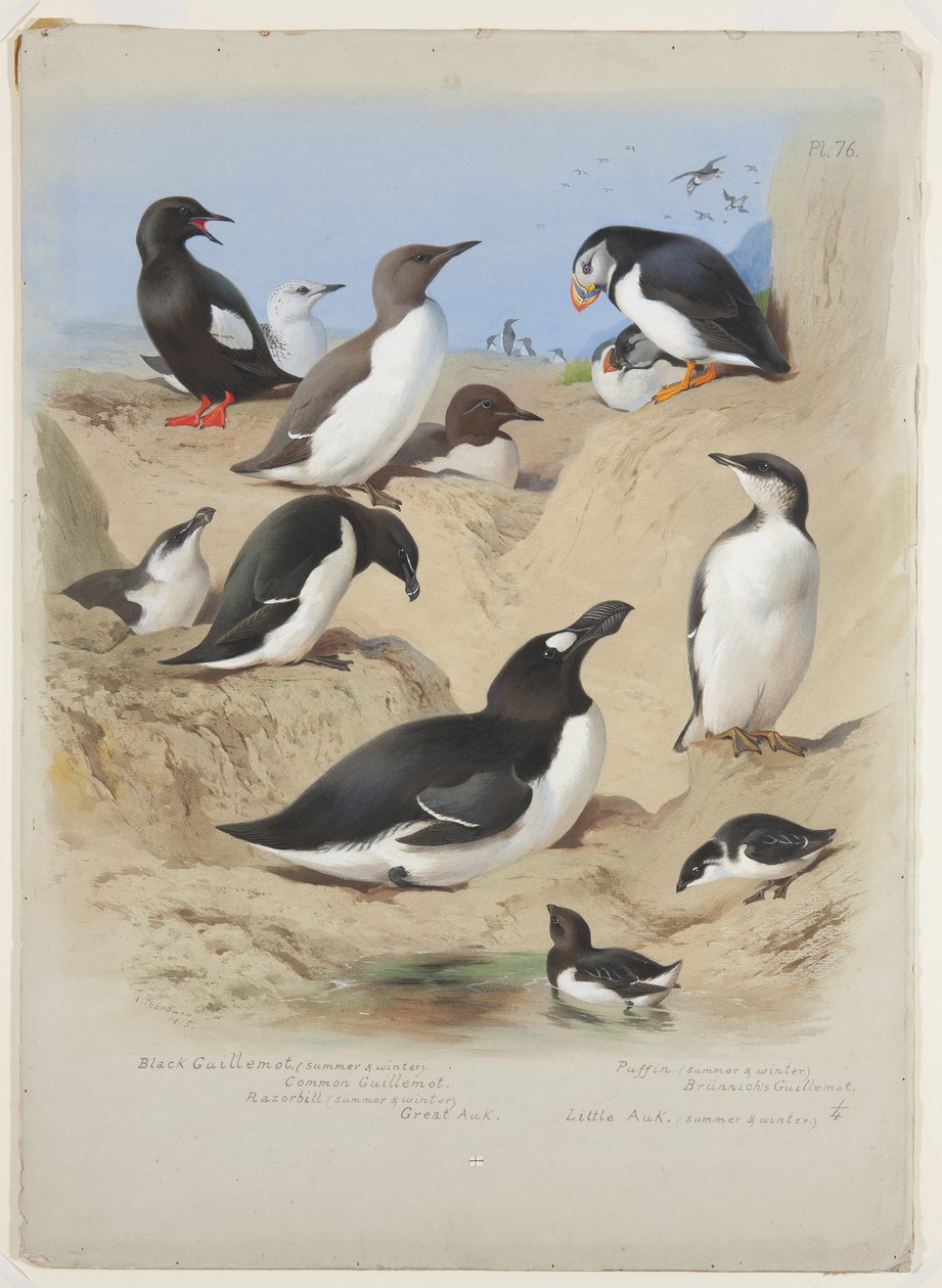 Guillemots、razorbill、puffin 和 auks，约 1915 年（水彩和体色，船上铅笔上涂有阿拉伯树胶） 作者 阿奇博尔德·索伯恩