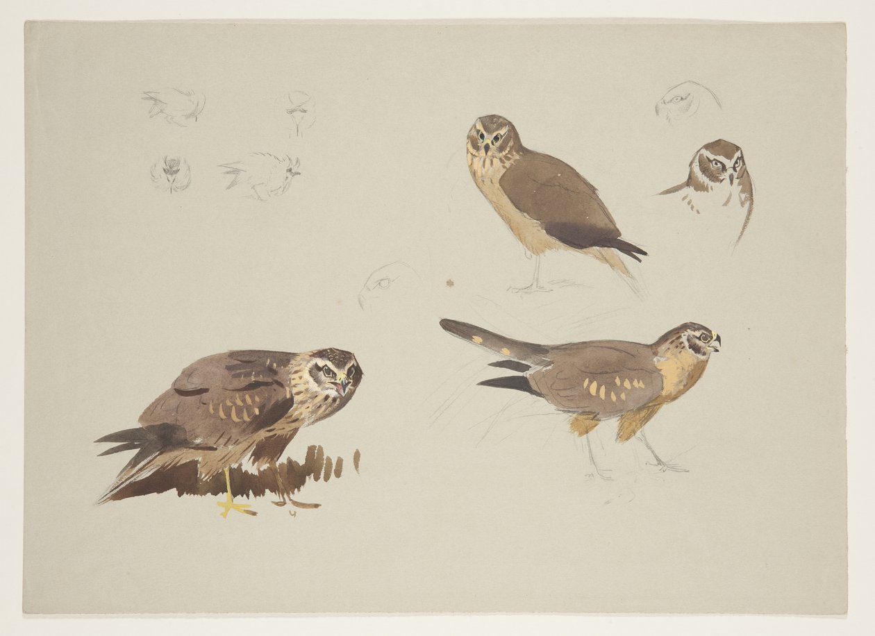 Harrier and ruff，c.1915（纸上铅笔水彩和体色） 作者 阿奇博尔德·索伯恩
