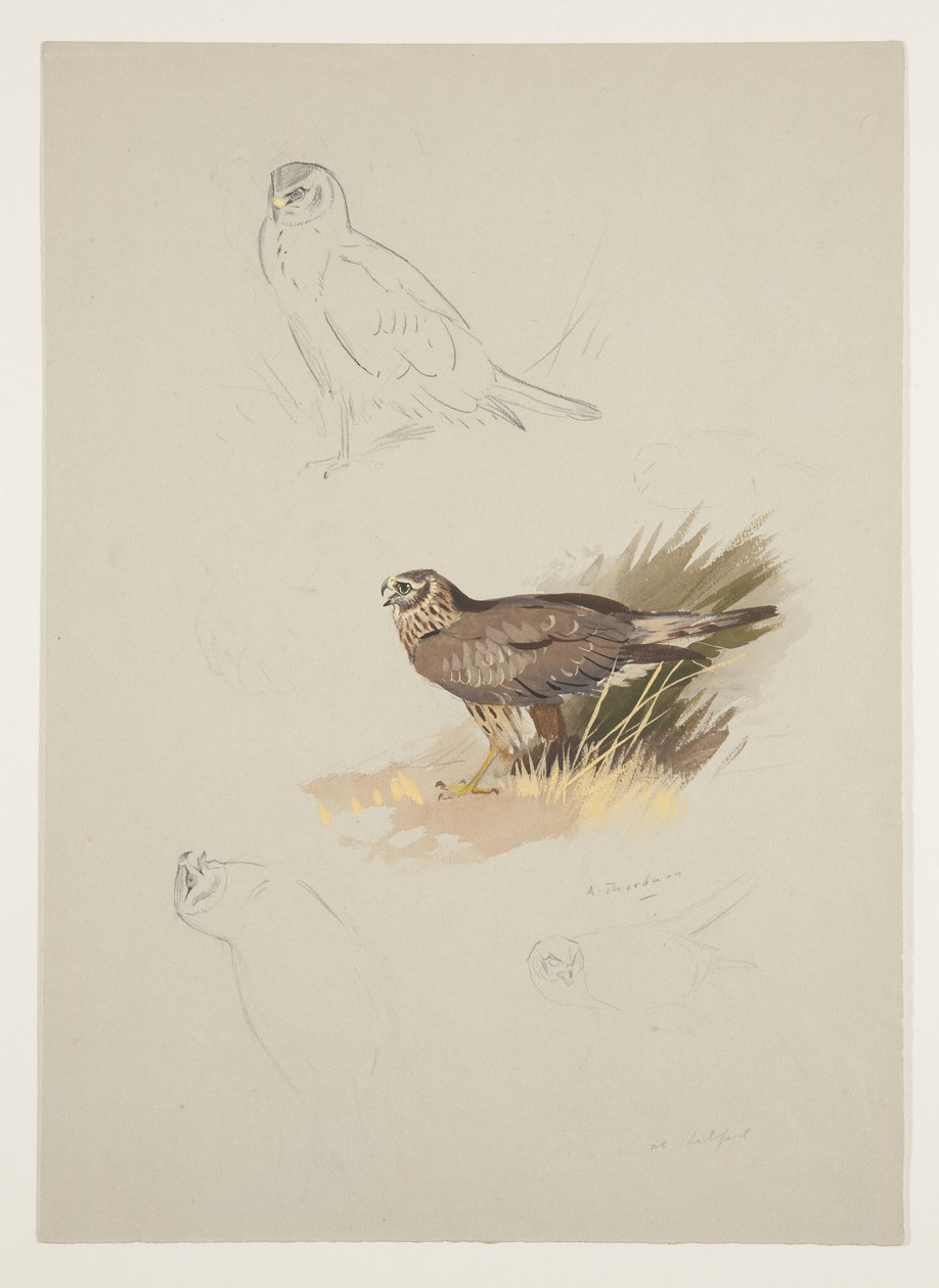 Harrier, c.1915 (watercolor & bodycolour over pencil on paper) 作者 阿奇博尔德·索伯恩