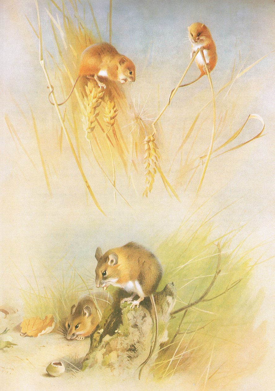 来自Longmans and Co出版的Thorburns Mammals的Harvest Mouse和Wood Mouse，c。 1920 作者 阿奇博尔德·索伯恩
