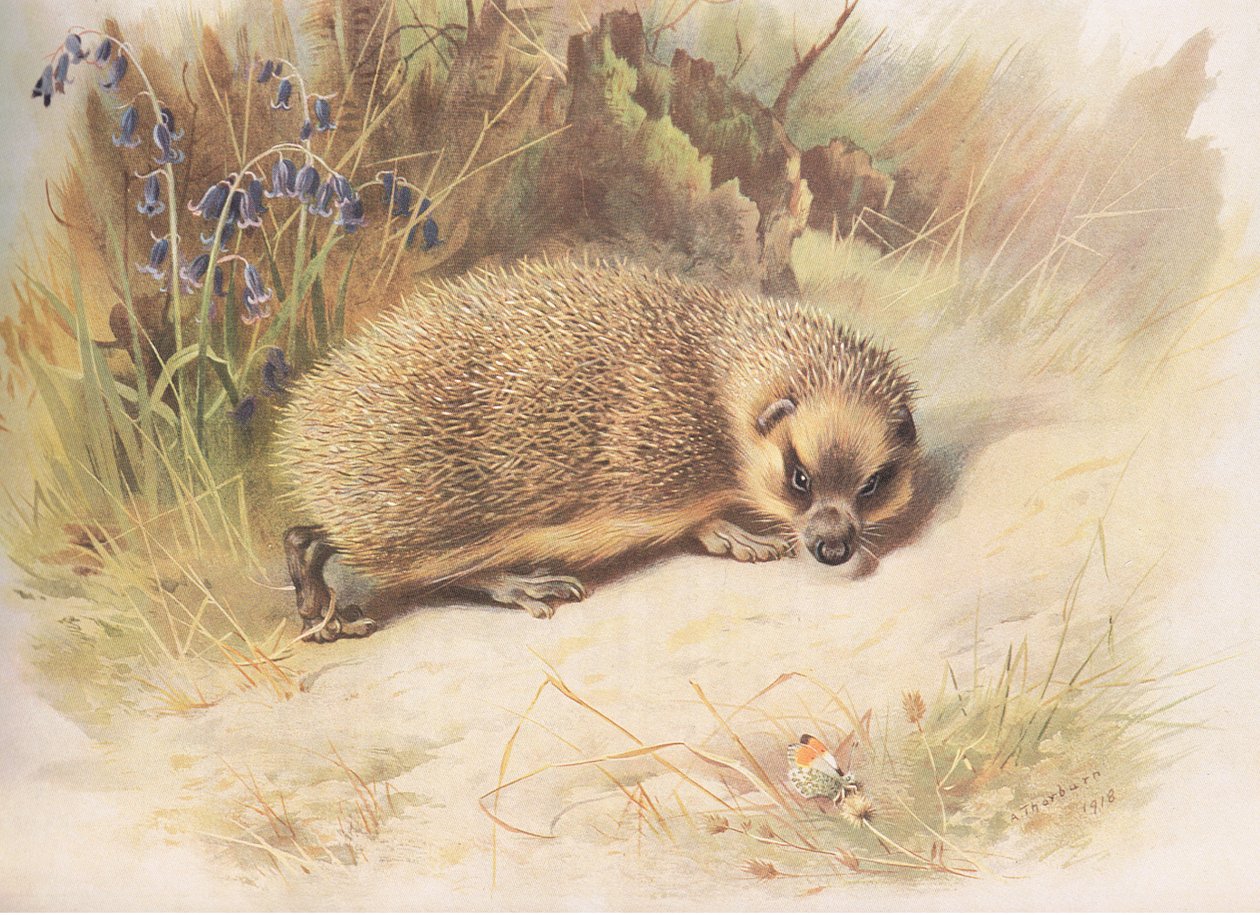 Hedgehog，来自Longmans and Co出版的Thorburns哺乳动物，c。 1920 作者 阿奇博尔德·索伯恩