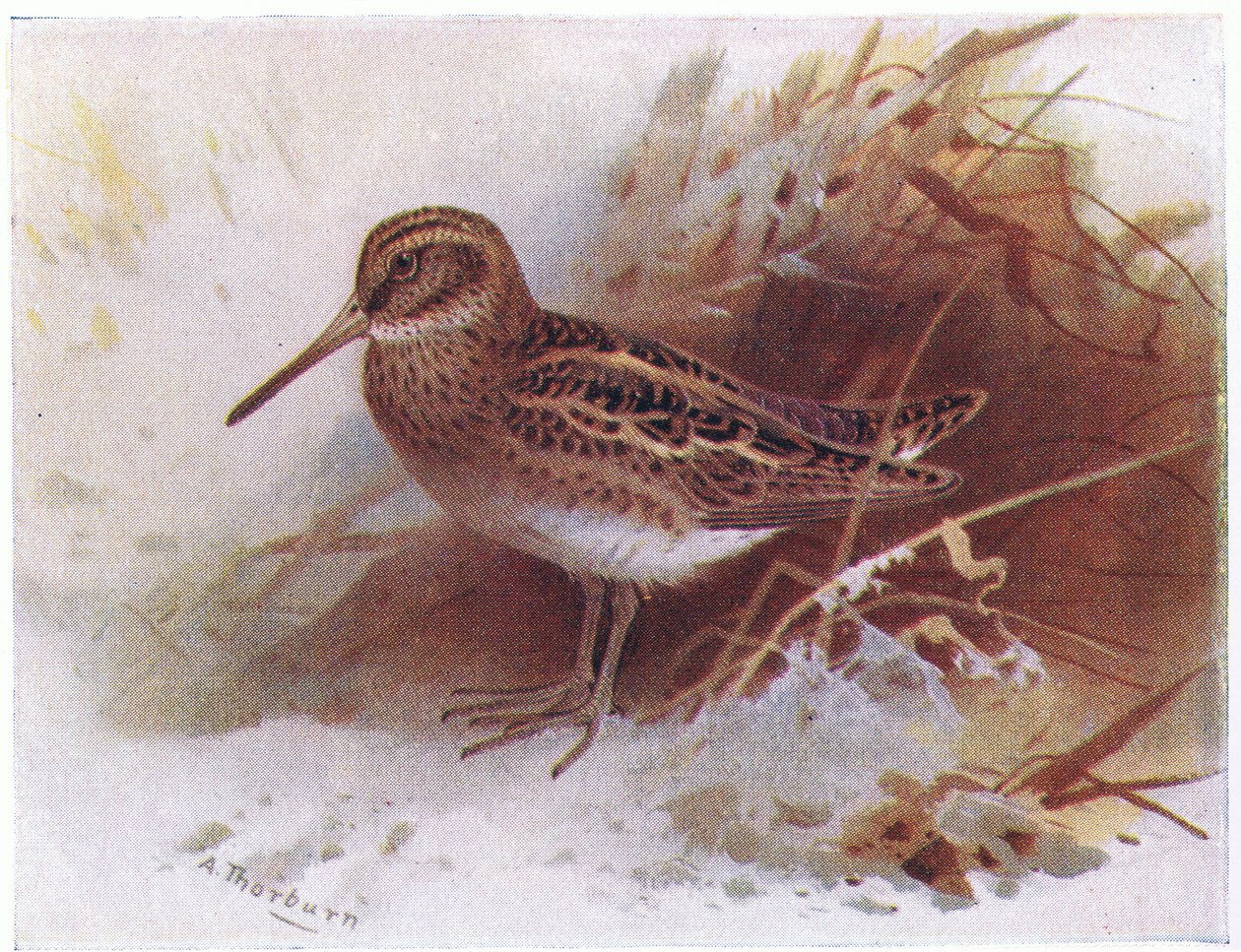 Jack Snipe，来自不列颠群岛的鸟类和他们的鸡蛋，由Frederick Warne＆Co Ltd出版，1958年 作者 阿奇博尔德·索伯恩
