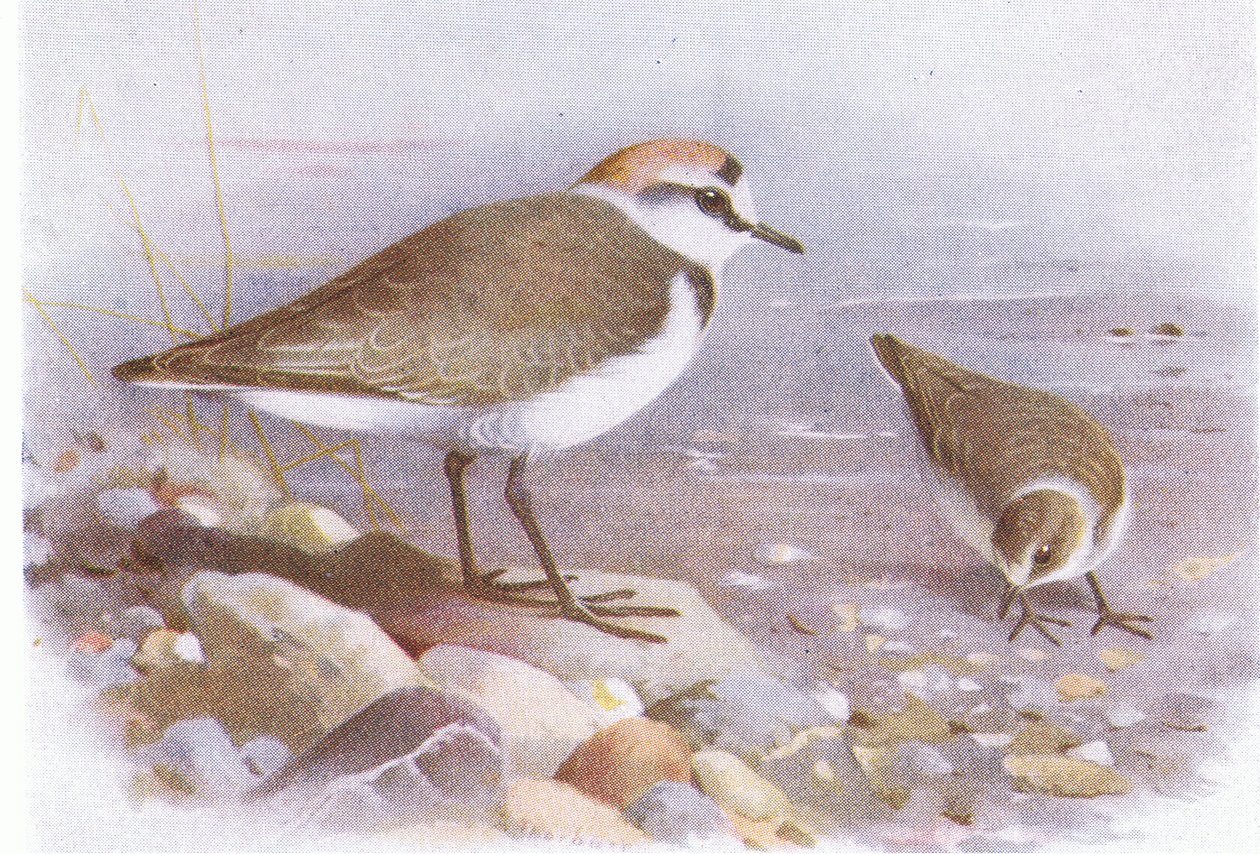 Kentish Plover，来自不列颠群岛的鸟类和他们的鸡蛋，由Frederick Warne＆Co Ltd出版，1958年 作者 阿奇博尔德·索伯恩
