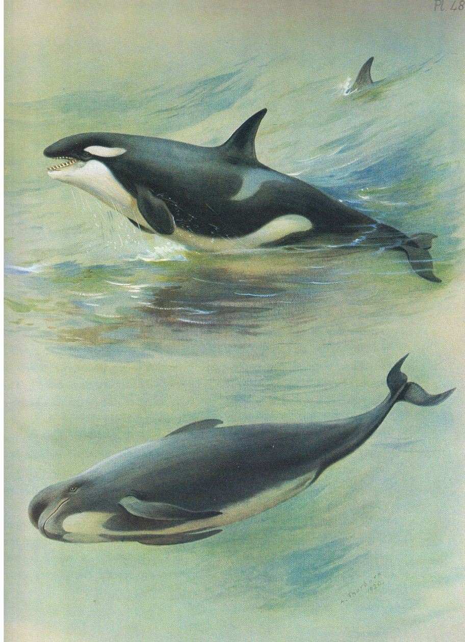 来自Longmans and Co出版的Thorburns Mammals的Killer Pilot Whale，c。 1920 作者 阿奇博尔德·索伯恩