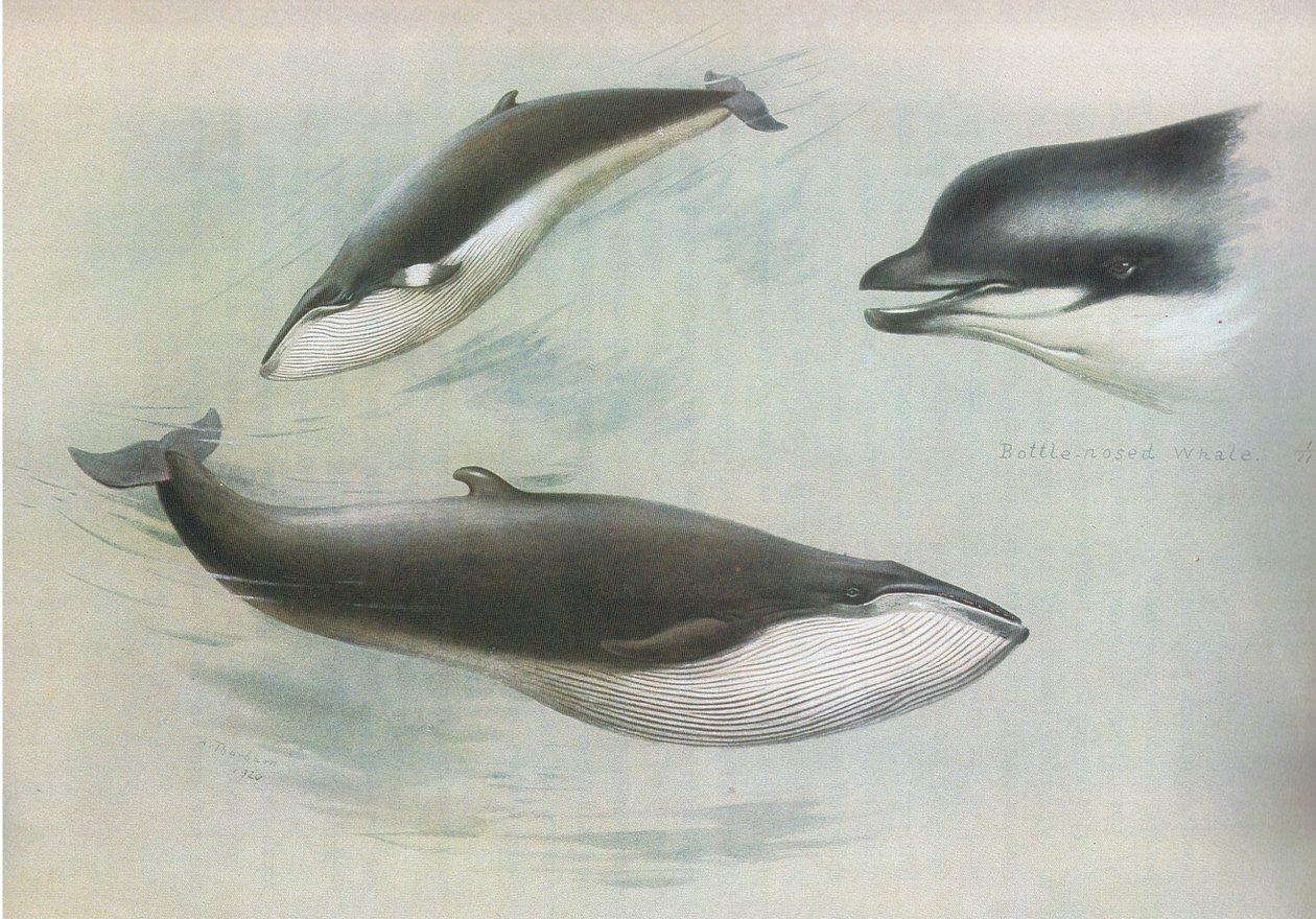 较小的Rorqual和Rudolphs Rorqual，来自Longmans and Co出版的Thorburns哺乳动物，c。 1920 作者 阿奇博尔德·索伯恩