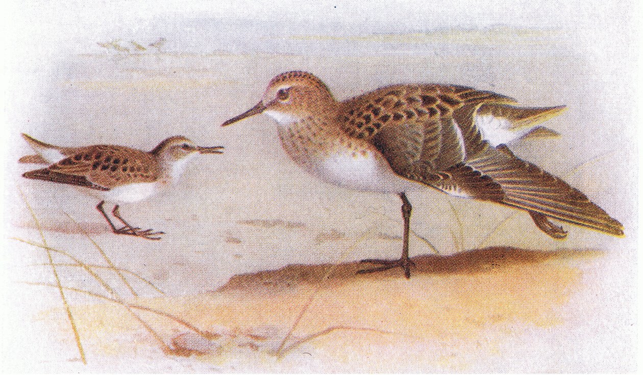 Little Stint，来自不列颠群岛的鸟类和他们的鸡蛋，由Frederick Warne＆Co Ltd出版，1958年 作者 阿奇博尔德·索伯恩
