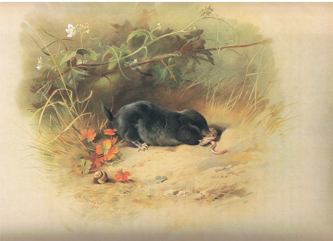 鼹鼠与蠕虫，来自Thormans的哺乳动物，由Longmans和Co出版，1920年 作者 阿奇博尔德·索伯恩