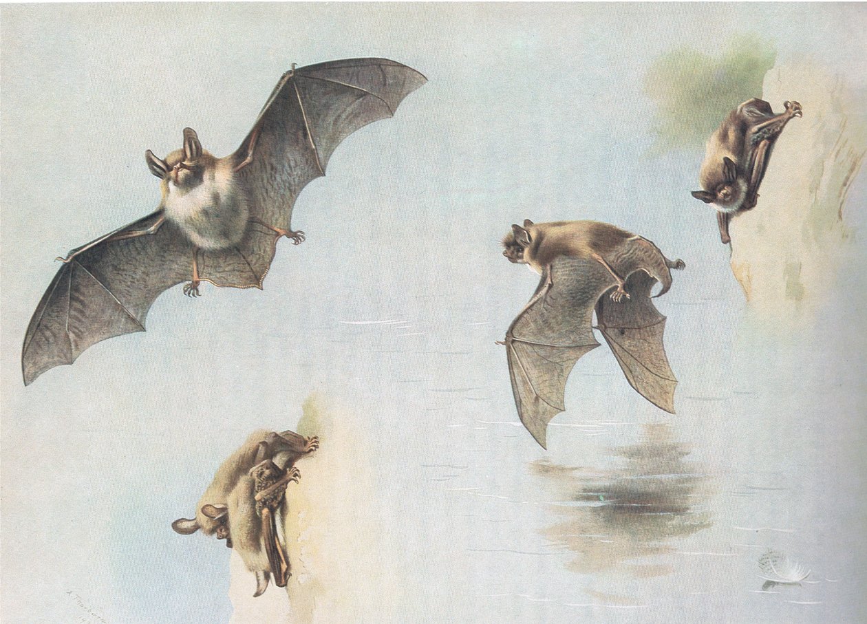 来自Longmans and Co出版的Thorburns Mammals的Natterers Bat和Daubentons Bat，c。 1920 作者 阿奇博尔德·索伯恩