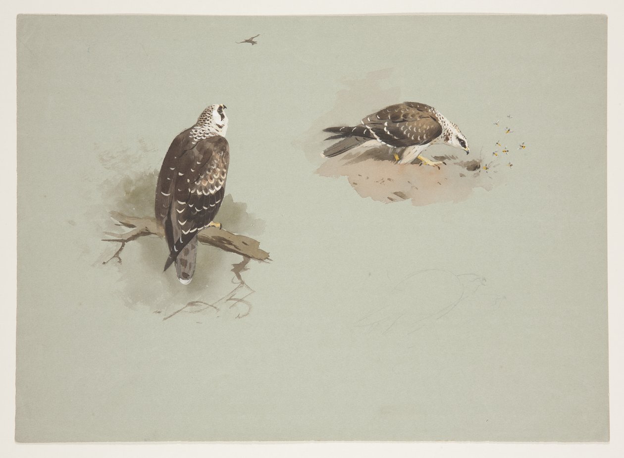 Pale honey buzzard, c.1915 (watercolor & bodycolour over pencil on paper) 作者 阿奇博尔德·索伯恩