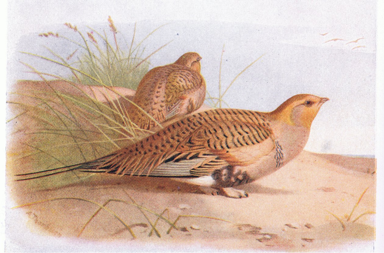 Pallass Sand Grouse，来自不列颠群岛鸟类及其鸡蛋，由Frederick Warne＆Co Ltd出版，1958年 作者 阿奇博尔德·索伯恩