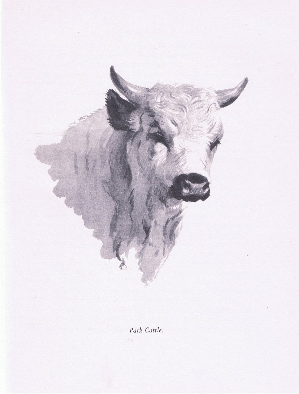 Park Cattle，1938 作者 阿奇博尔德·索伯恩