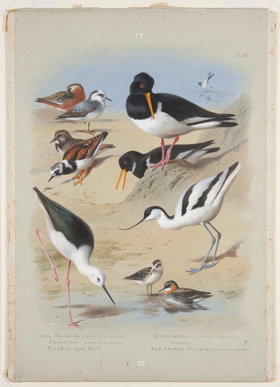 Phaleropes、牡蛎捕手、avocet、turnstone 和 stilt，c.1915（水彩和体色，船上铅笔上涂有阿拉伯树胶） 作者 阿奇博尔德·索伯恩