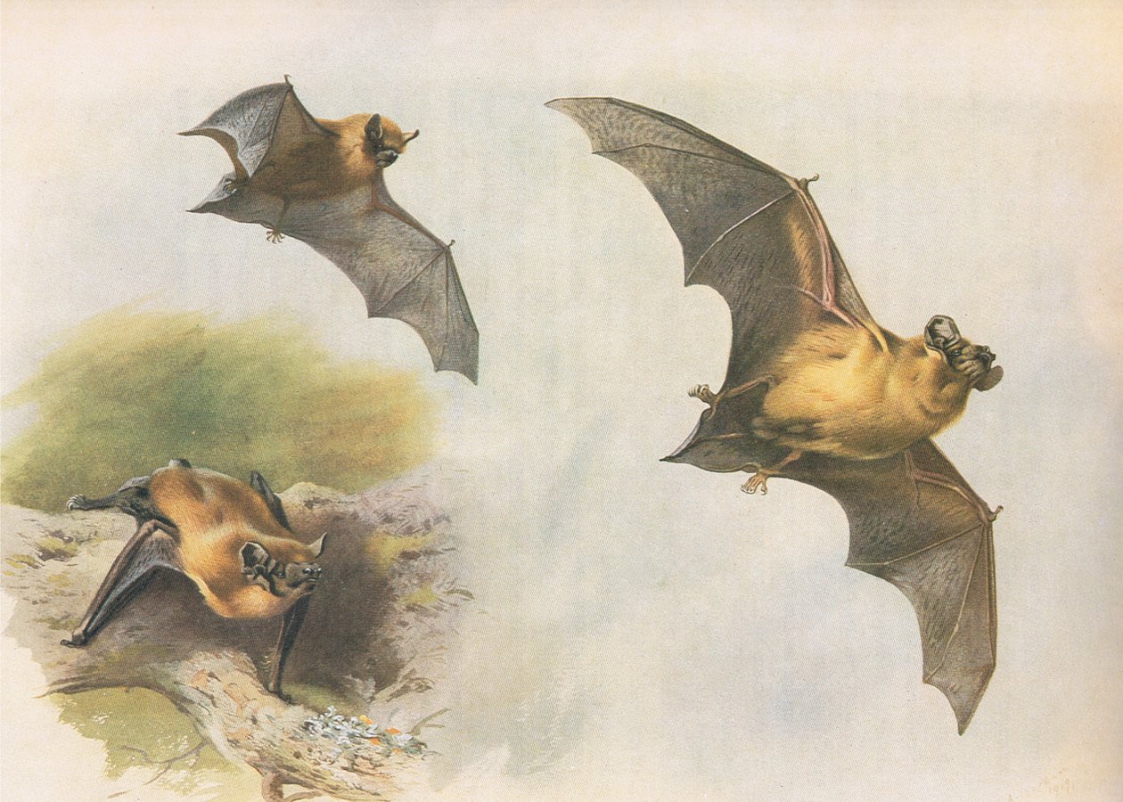 Pipistrelle或Common Bat，来自Longmans and Co出版的Thorburns哺乳动物，c。 1920 作者 阿奇博尔德·索伯恩