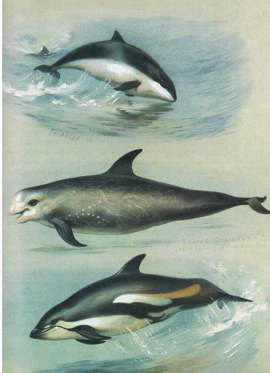 Porpoise，Rissos Grampus和White Sided Dolphin，来自Thormans的哺乳动物，由Longmans and Co出版，1920年 作者 阿奇博尔德·索伯恩