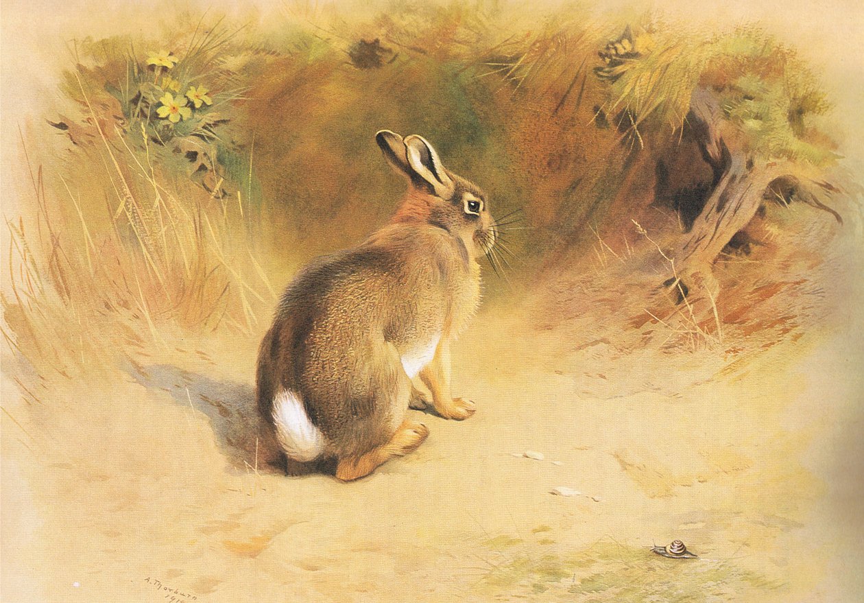 兔子，来自Longmans and Co出版的Thorburns哺乳动物，c。 1920 作者 阿奇博尔德·索伯恩