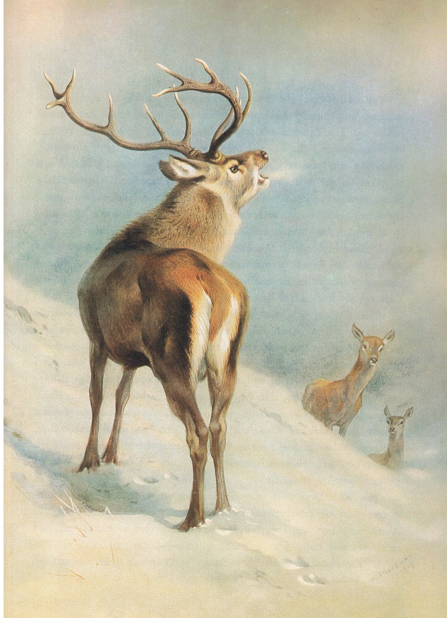Red Deer，来自Thormans的哺乳动物，由Longmans and Co出版，1920年 作者 阿奇博尔德·索伯恩