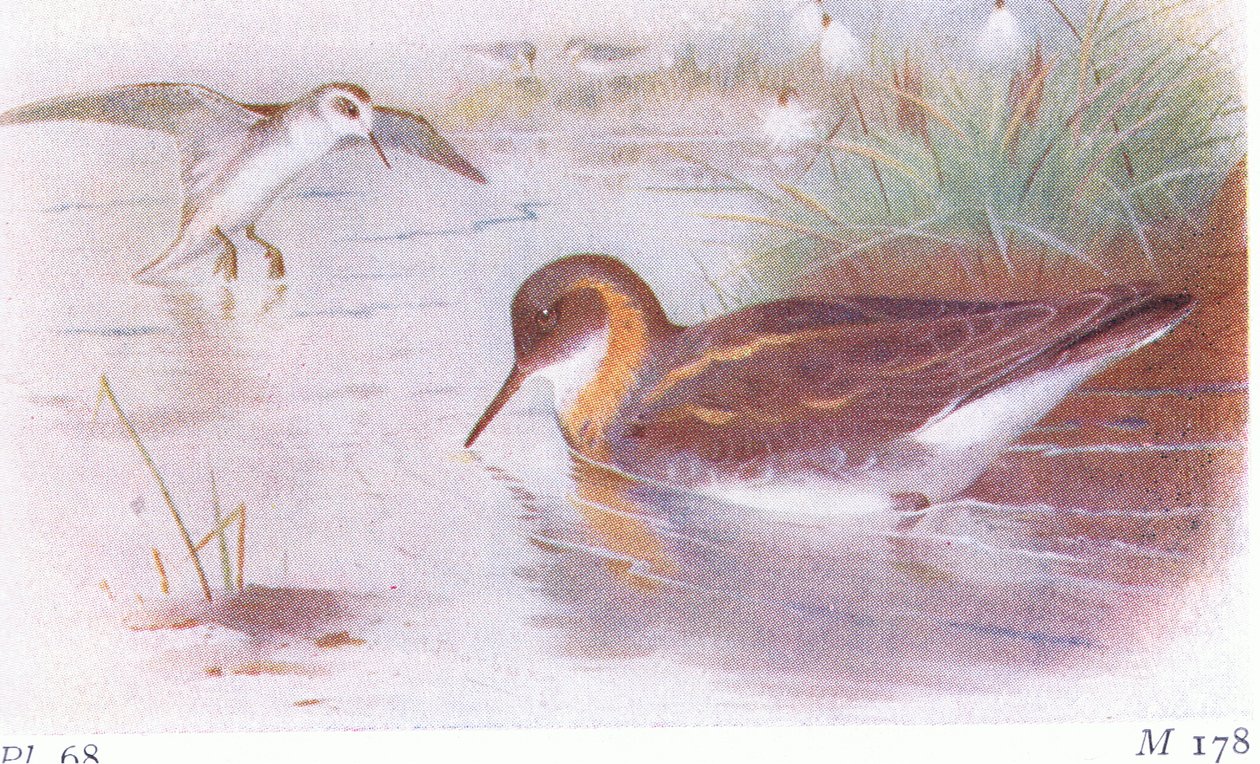 Red Necked Phalarope（夏季和秋季），来自不列颠群岛的鸟类和他们的鸡蛋，由Frederick Warne＆Co Ltd出版，1958年 作者 阿奇博尔德·索伯恩