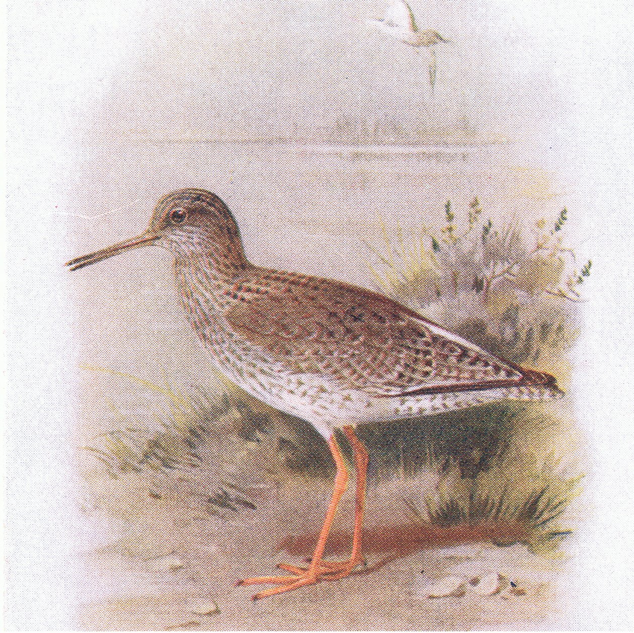 Redshank，来自不列颠群岛的鸟类和他们的鸡蛋，由Frederick Warne＆Co Ltd出版，1958年 作者 阿奇博尔德·索伯恩