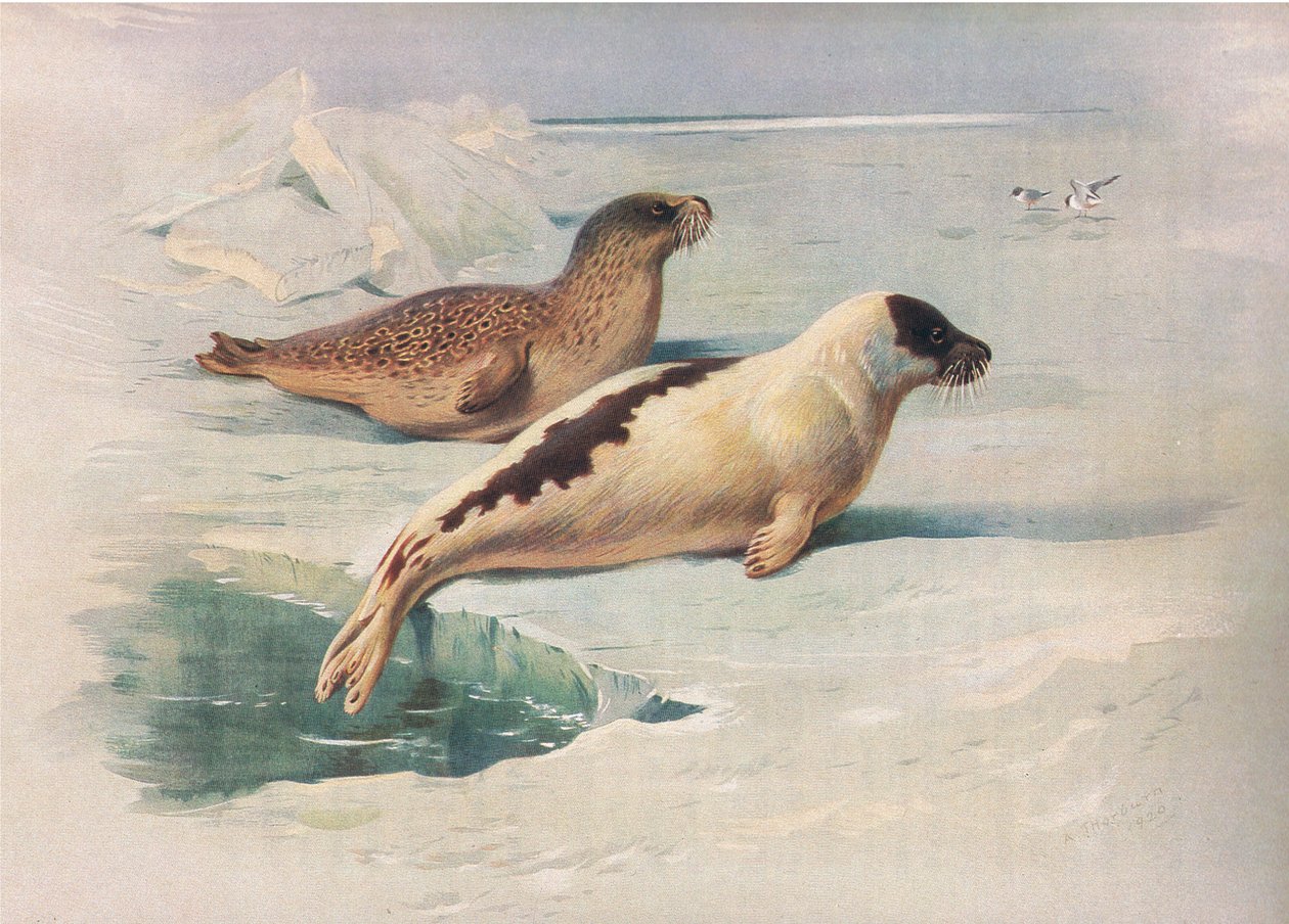 来自Longmans and Co出版的Thorburns Mammals的Ringed Seal和Harp Seal，c。 1920 作者 阿奇博尔德·索伯恩