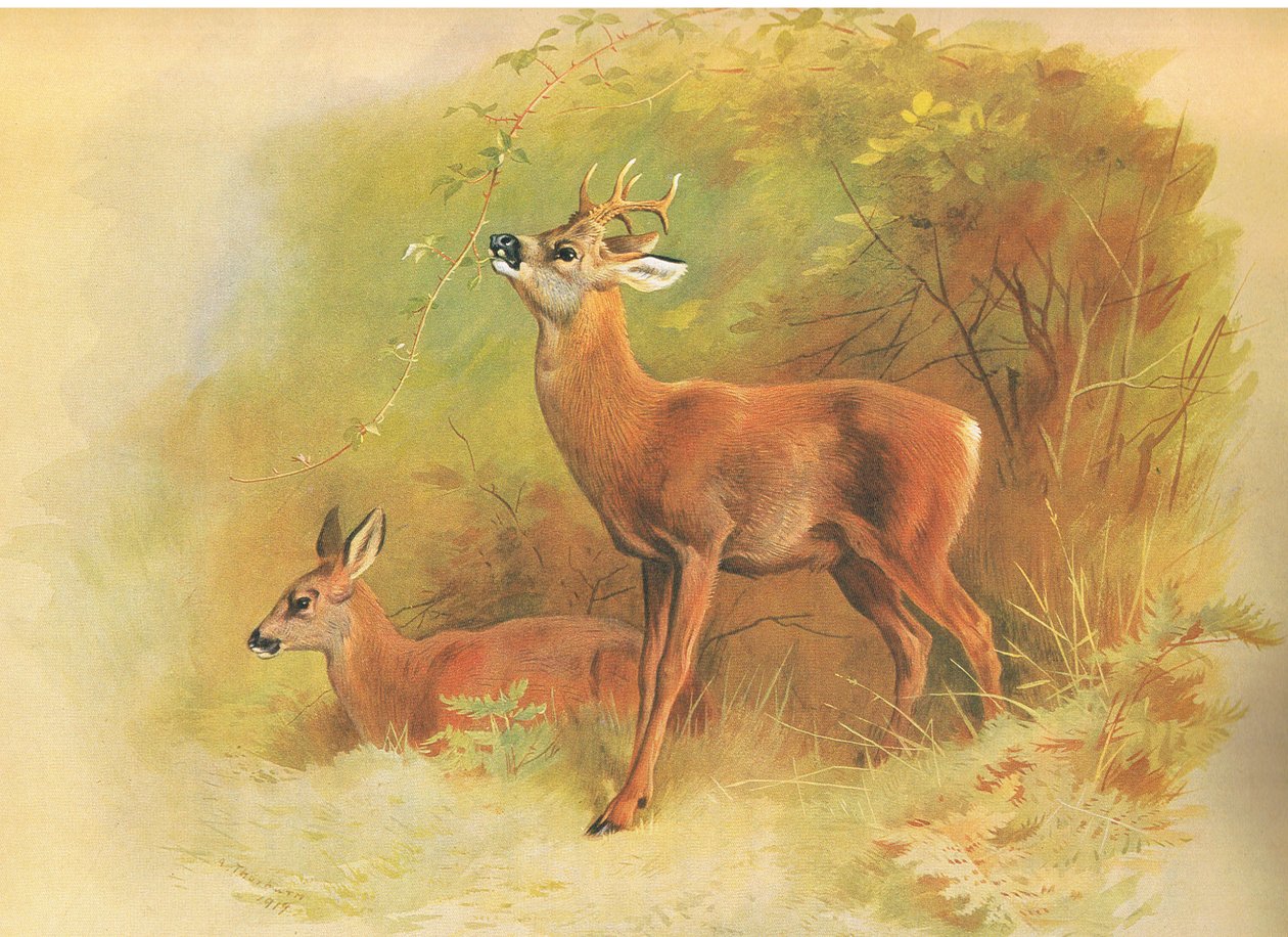 Roe Deer，来自Longmans and Co出版的Thorburns哺乳动物，c。 1920 作者 阿奇博尔德·索伯恩