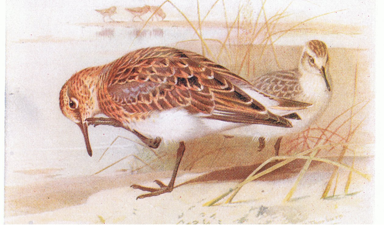 Sanderling，来自不列颠群岛的鸟类和他们的鸡蛋，由Frederick Warne＆Co Ltd出版，1958年 作者 阿奇博尔德·索伯恩