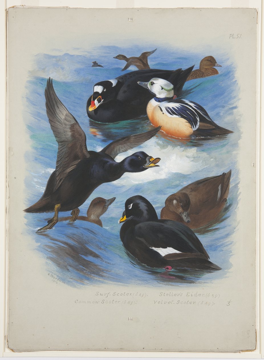 Scoters and stellers eider, c.1915 (watercolor & bodycolour over pencil on paper) 作者 阿奇博尔德·索伯恩