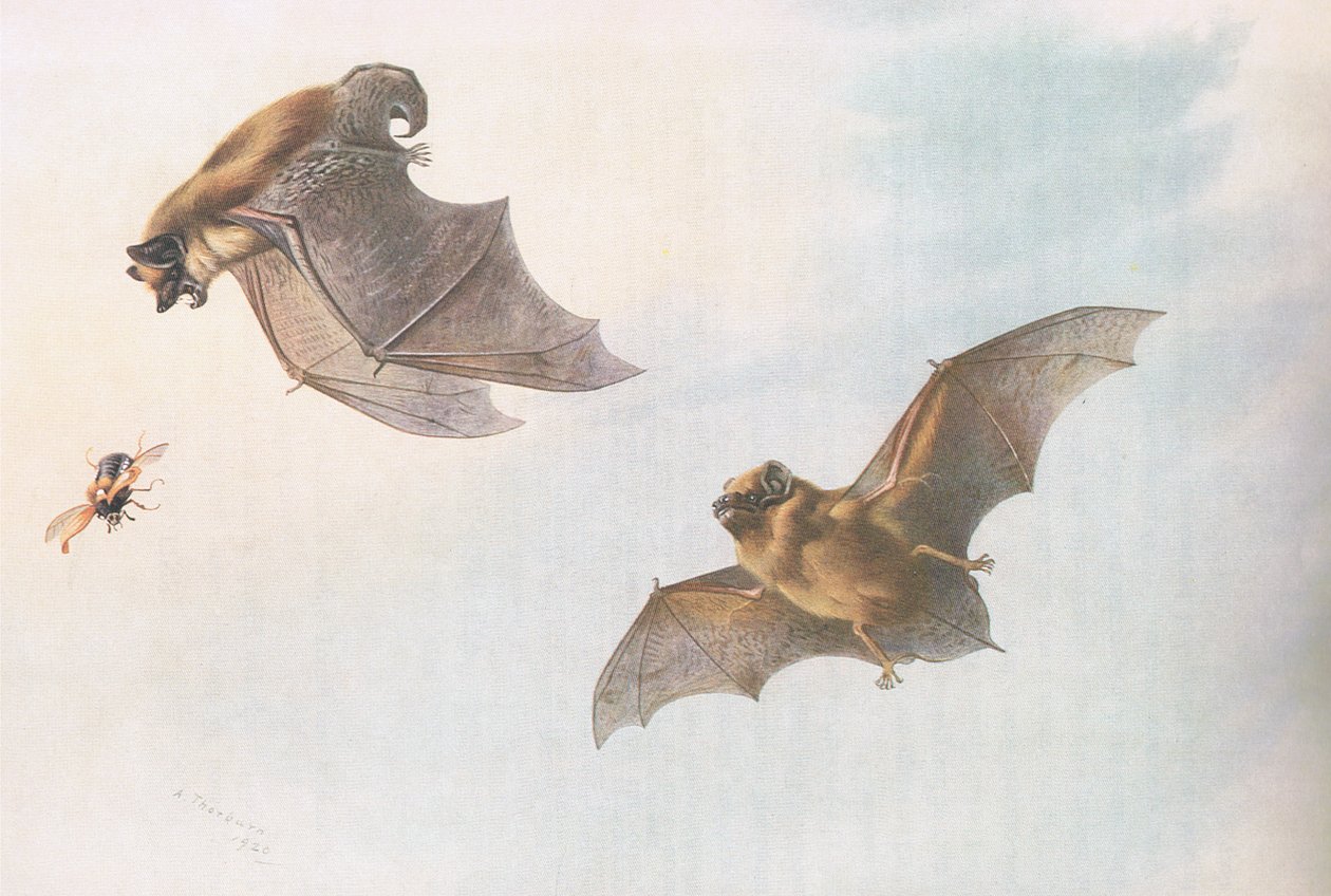 来自Longmans and Co出版的Thorburns Mammals的Serotine和Leislers Bat，c。 1920 作者 阿奇博尔德·索伯恩