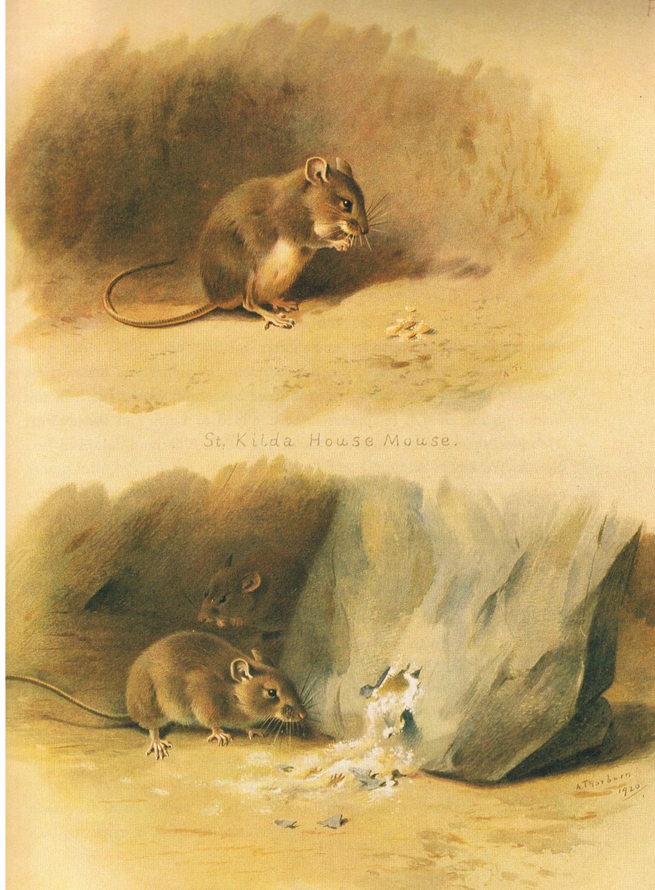 St Kilda House Mouse和Common Mouse，来自Longmans and Co出版的Thorburns Mammals，c。 1920 作者 阿奇博尔德·索伯恩