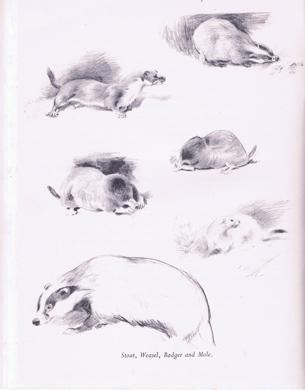 Stoat，Weasel，Badger和Mole，1938 作者 阿奇博尔德·索伯恩