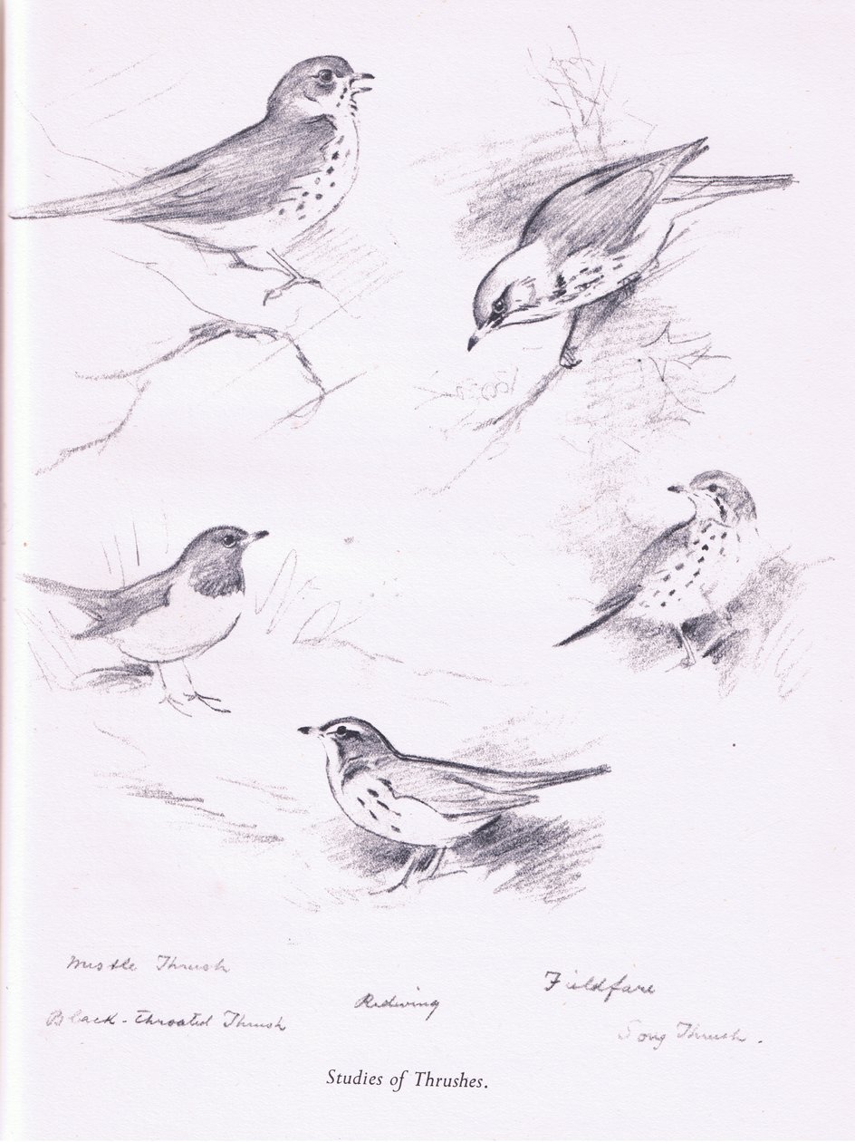 研究Thrushes，1938年 作者 阿奇博尔德·索伯恩