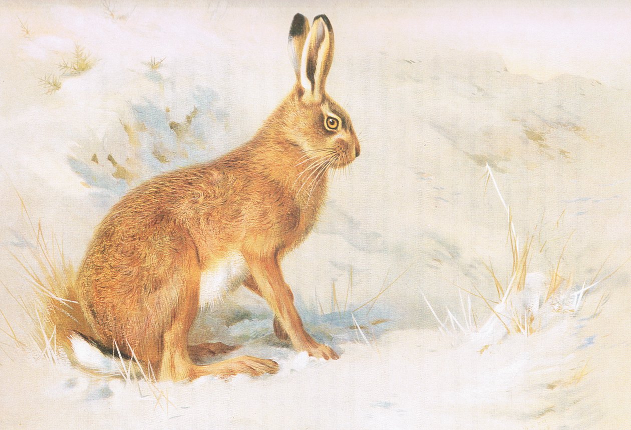 来自Longmans and Co出版的Thorburns Mammals的Common Hare，c。 1920 作者 阿奇博尔德·索伯恩