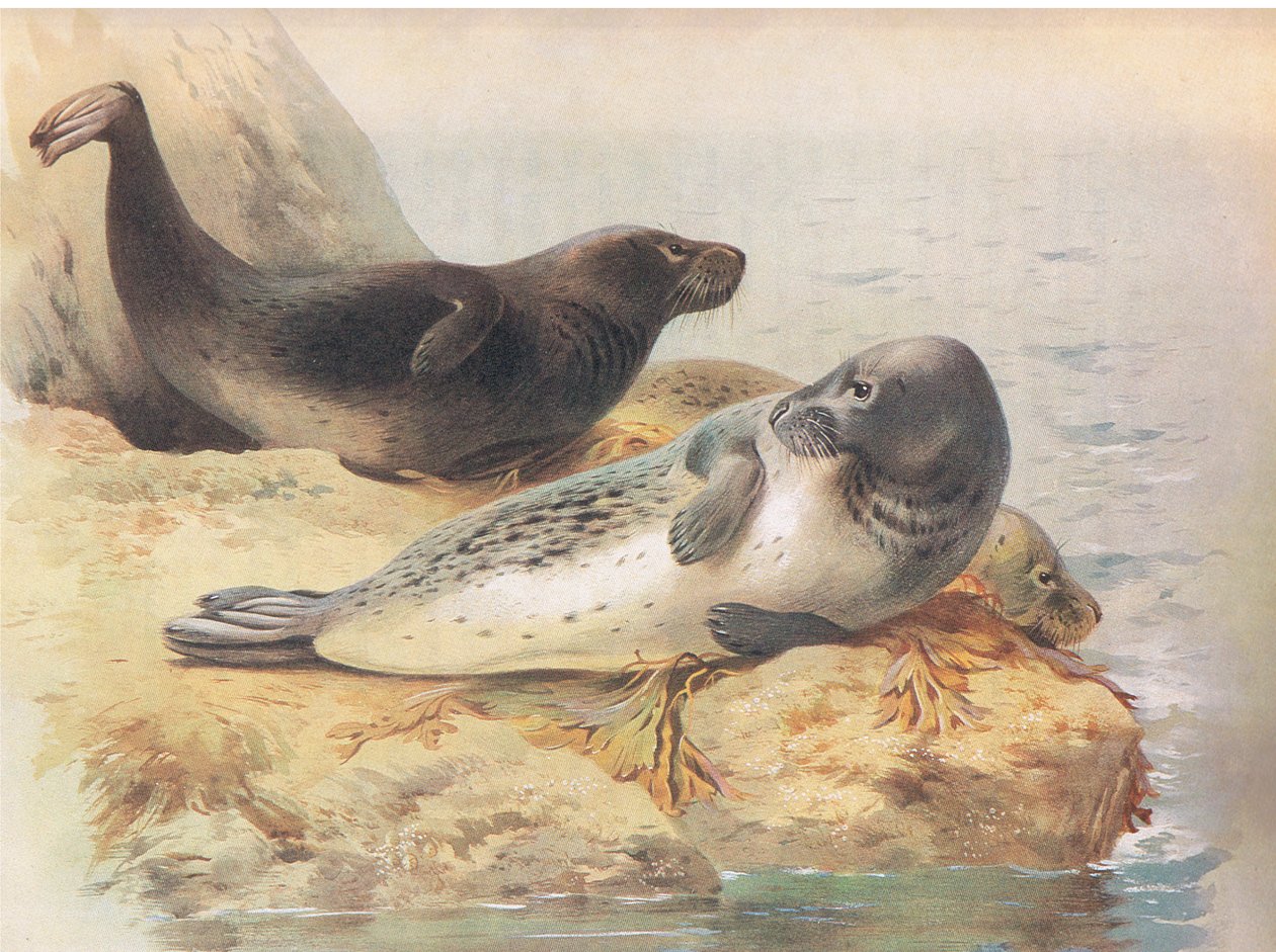 来自Longmans and Co出版的Thorburns Mammals的Grey Seal，c。 1920 作者 阿奇博尔德·索伯恩