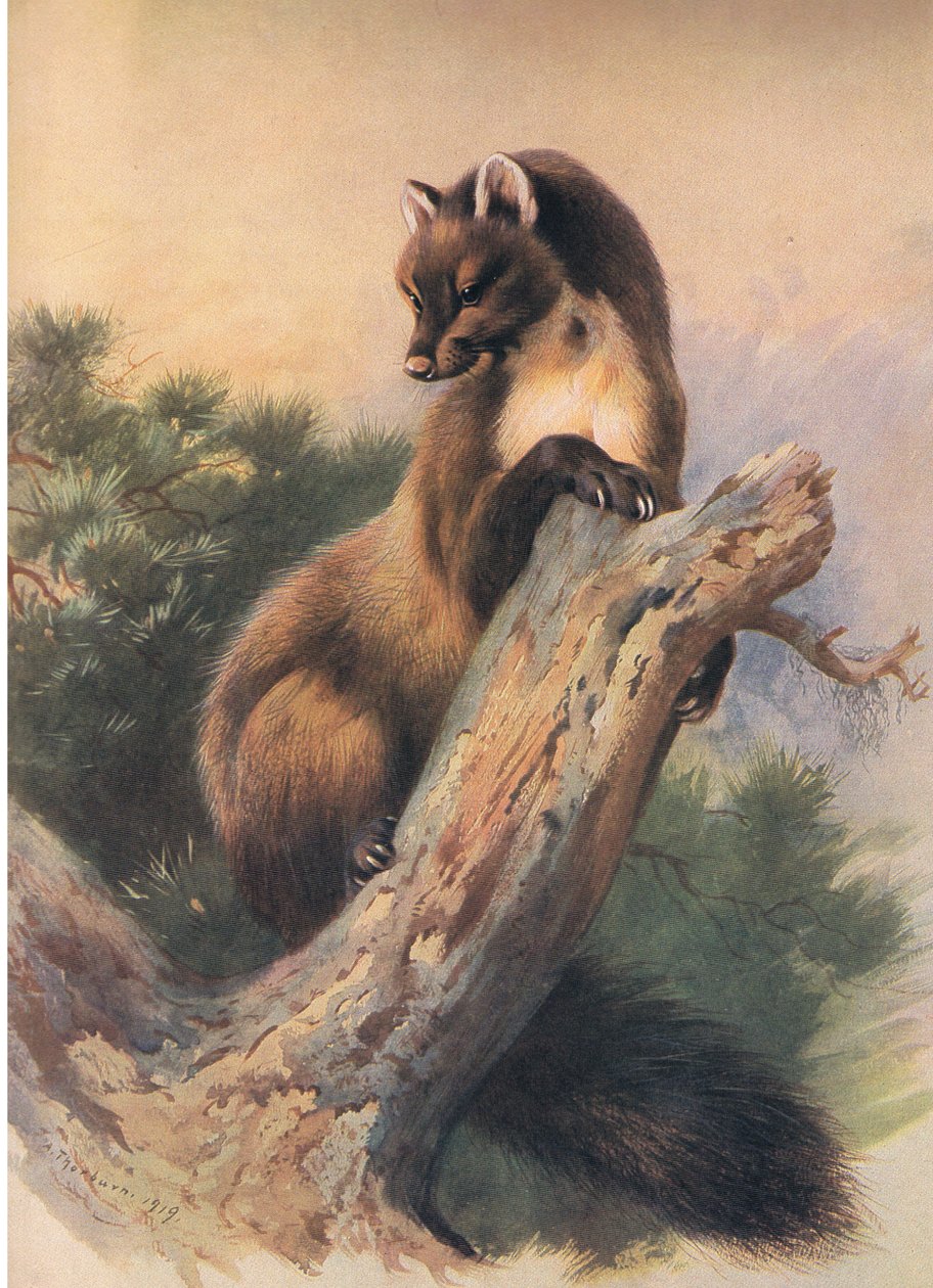 Pine Marten，来自Longmans and Co出版的Thorburns哺乳动物，c。 1920 作者 阿奇博尔德·索伯恩