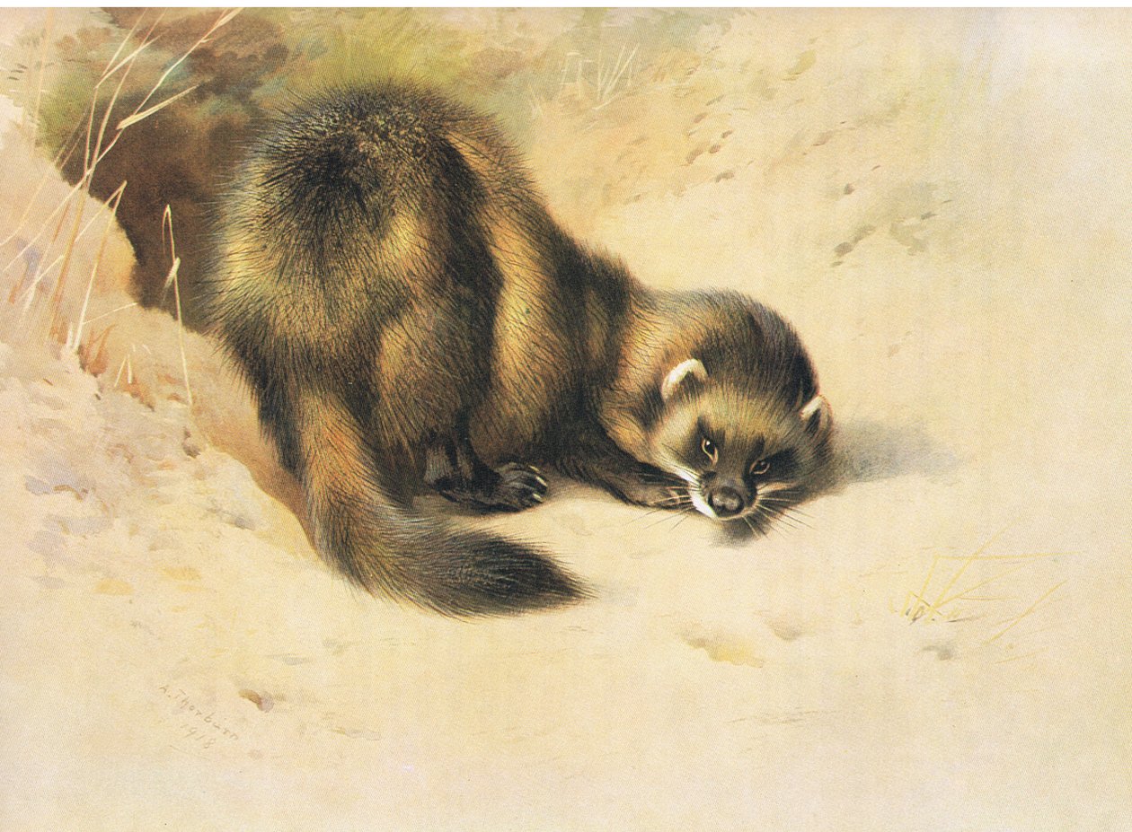 Polecat，来自Thorburn的哺乳动物，由Longmans and Co出版，1920年 作者 阿奇博尔德·索伯恩