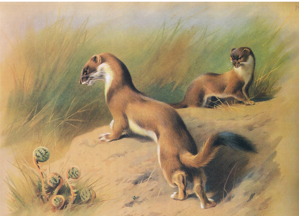 来自Longmans and Co出版的Thorburns哺乳动物的Stoat，c。 1920 作者 阿奇博尔德·索伯恩